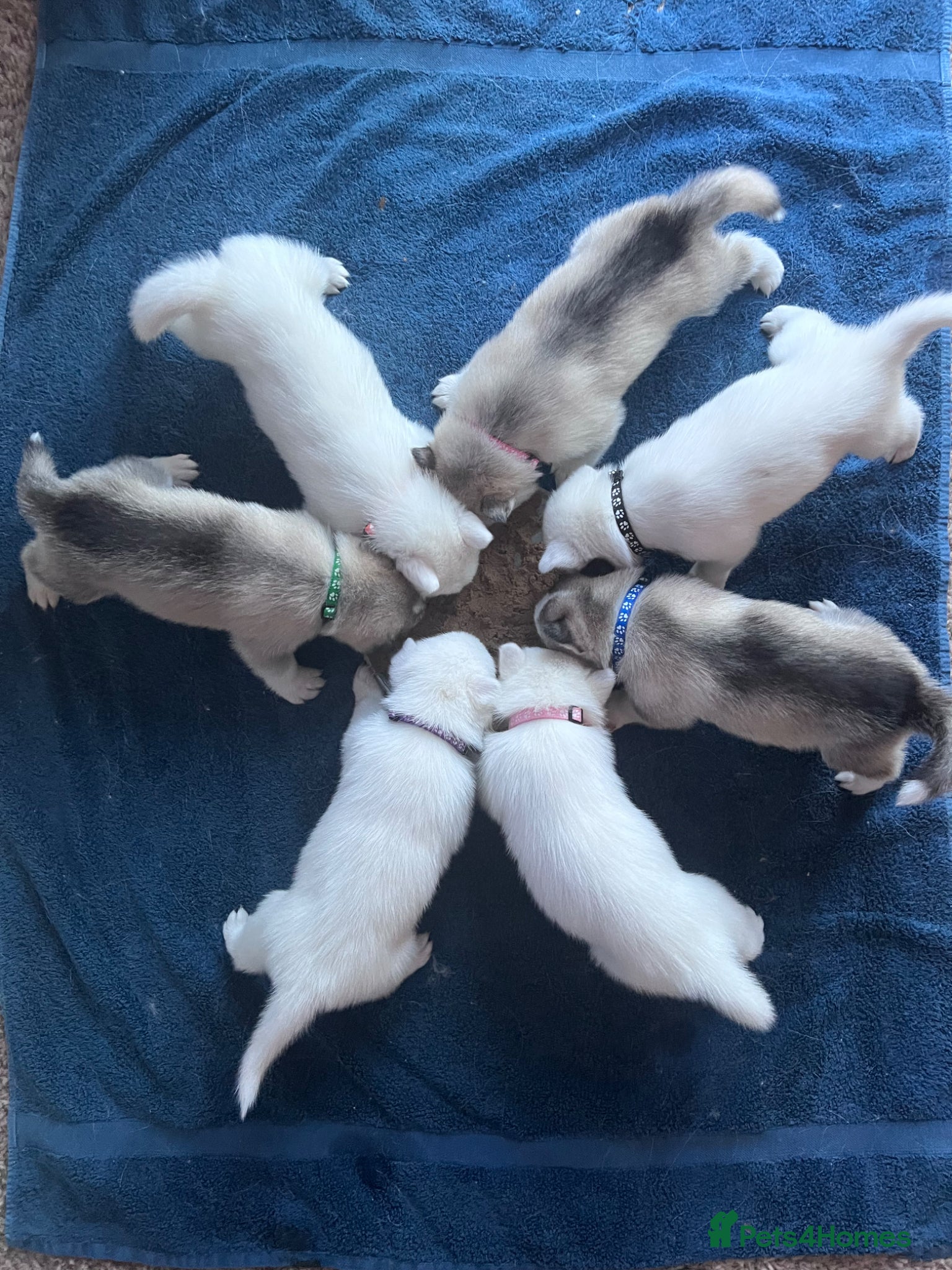Utonagan dogs Malamute/Siberian Husky puppies - Advert 12