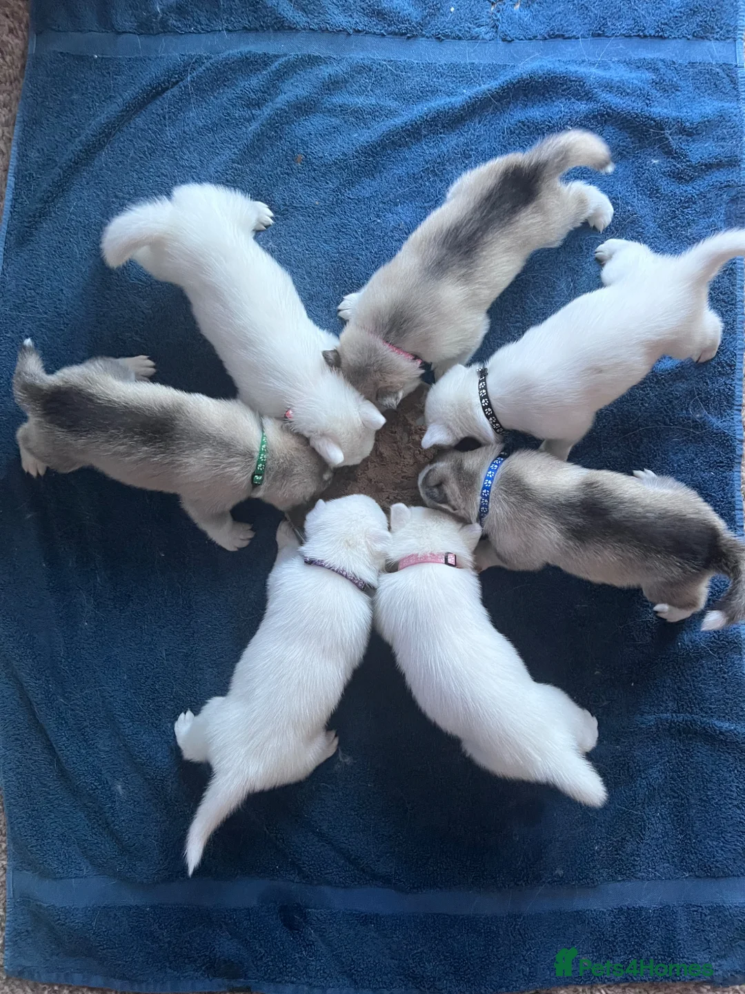 Utonagan dogs for sale: Malamute/Siberian Husky puppies in Swindon - Advert 1