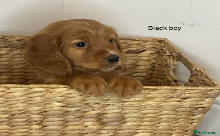 Cocker Spaniel dogs - Advert 4