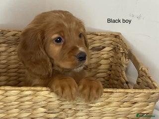 Cocker Spaniel dogs - Advert 2