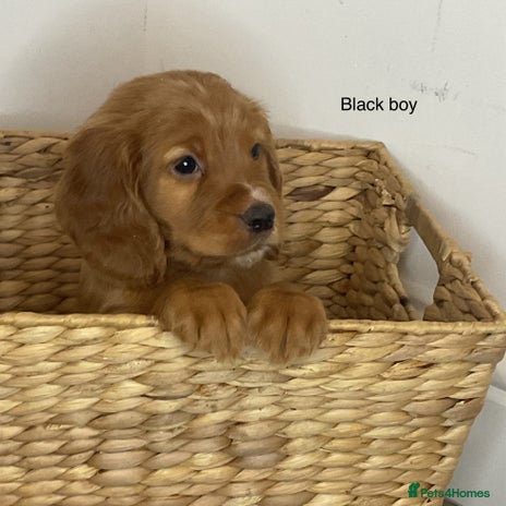 Cocker Spaniel dogs - Advert 4