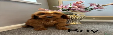 Cockapoo Puppy 3