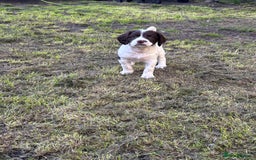 English Springer Spaniel dogs for sale: Gorgeous English Springer spaniel puppies - Image 10