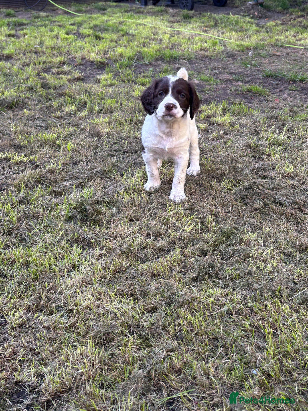 English Springer Spaniel dogs for sale: Gorgeous English Springer spaniel puppies - Image 10