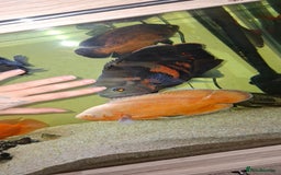 Other/Mixed Breed fish for sale: Various Large Fish for Sale - Advert 2
