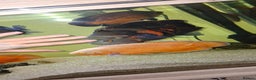 Other/Mixed Breed fish for sale: Various Large Fish for Sale - Advert 2