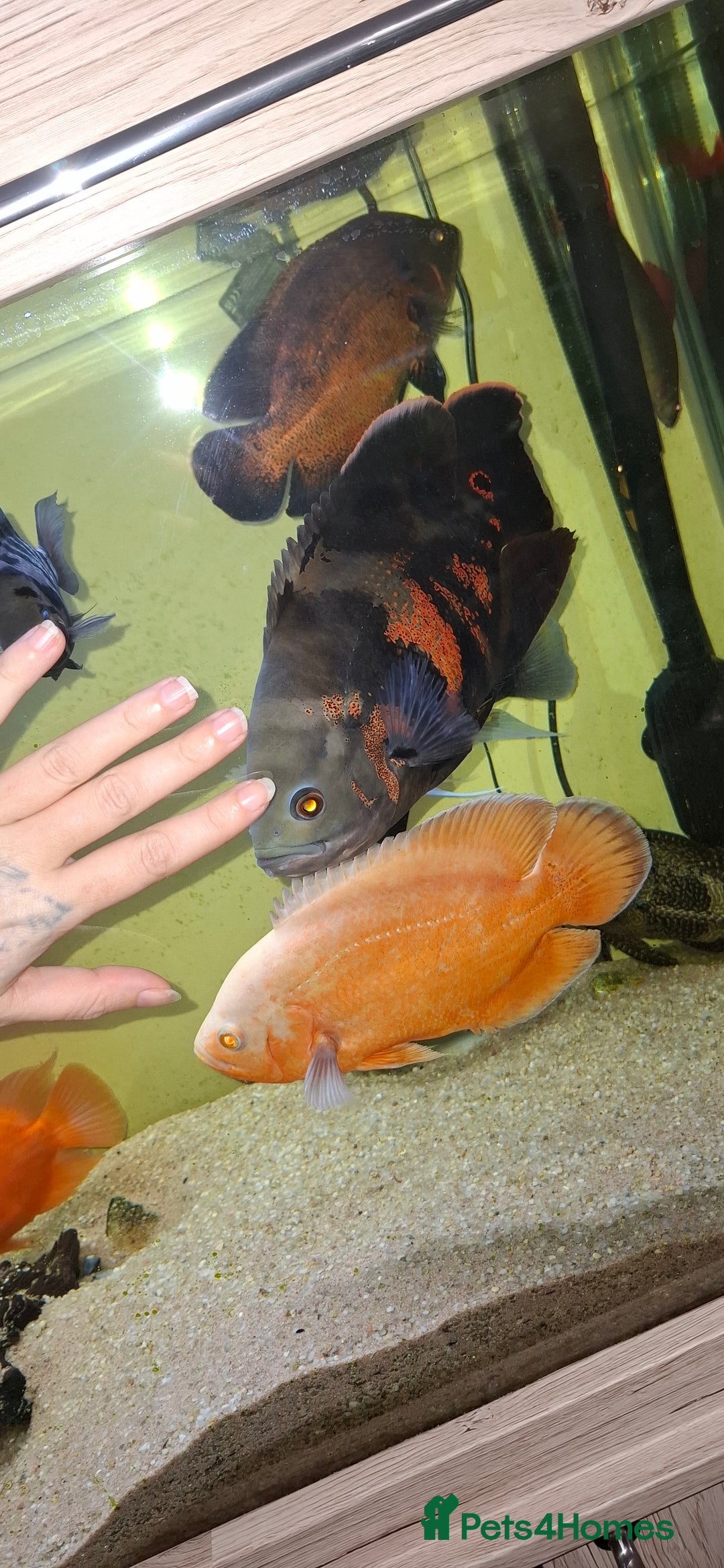 Other/Mixed Breed fish for sale: Various Large Fish for Sale - Advert 2
