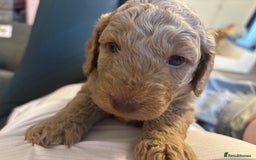 Cockapoo dogs for sale: F1B cockapoo puppies! Ready in 3 weeks!  - Image 10