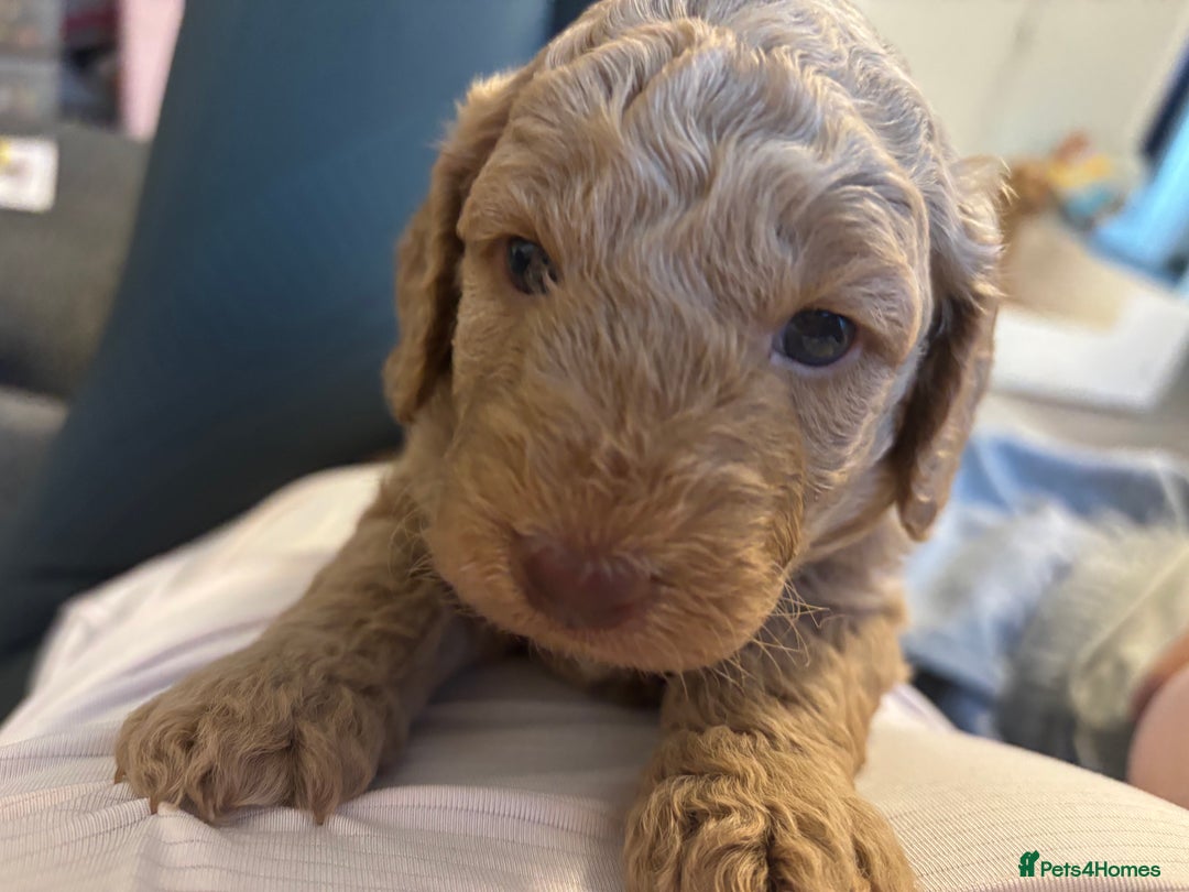 Cockapoo dogs for sale: F1B cockapoo puppies! Ready in 3 weeks!  - Image 10