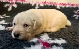 Goldador dogs for sale: 10x Family reared gorgeous Goldador Puppies - Image 12