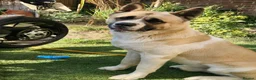 Akita dogs for sale: To go together male 1 female American Anita's. 15m - Advert 2