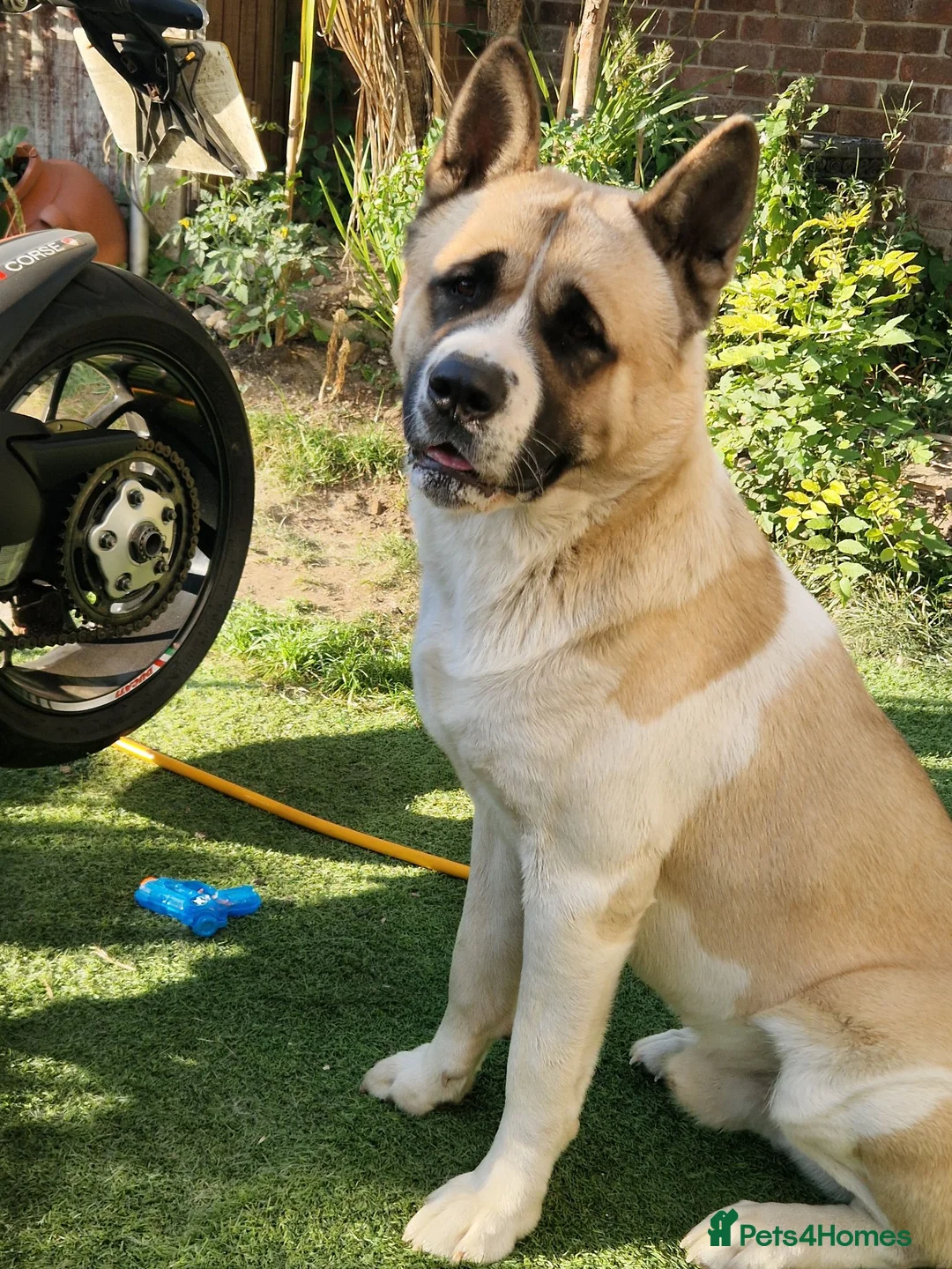 Akita dogs for sale: To go together male 1 female American Anita's. 15m - Advert 2