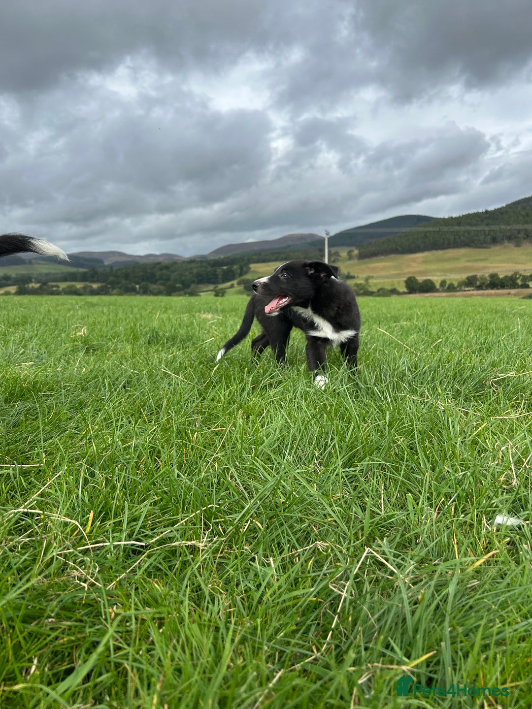 Border Collie dogs for sale: ⭐️ Border Collie Puppies ⭐️ - Image 18
