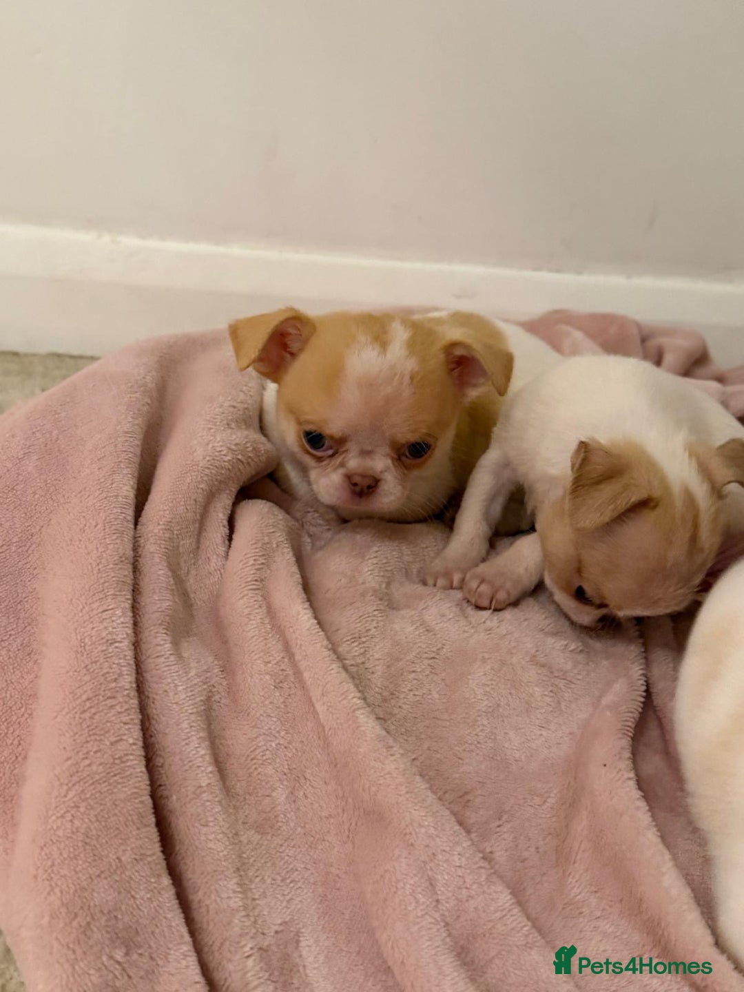 Chihuahua dogs for sale: Kc chihuahua puppies Russian and Ukraine lines - Advert 27
