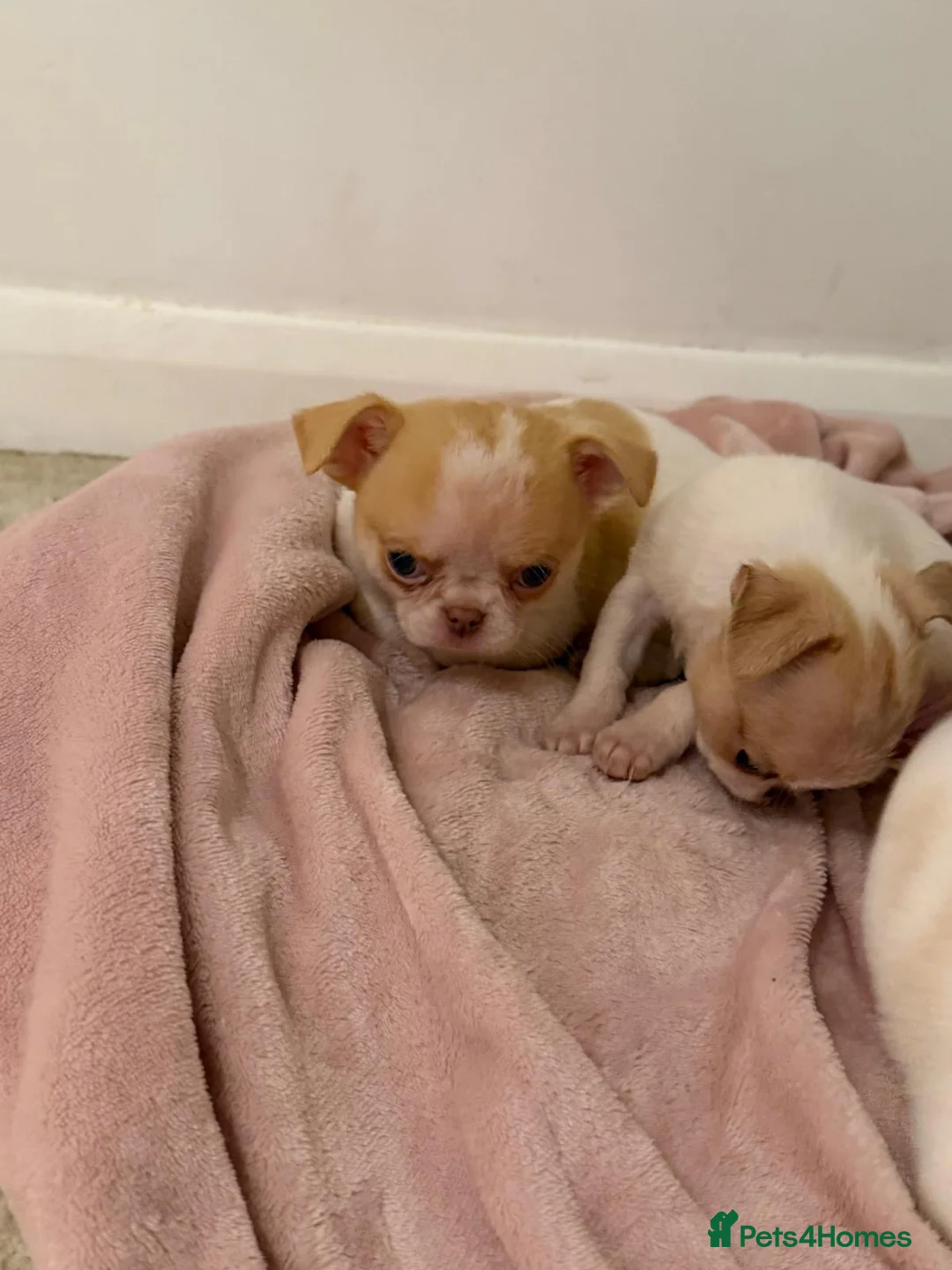 Chihuahua dogs for sale: Kc chihuahua puppies Russian and Ukraine lines - Advert 27