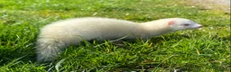 Ferret rodents for sale: Ferret for sale  - Advert 2