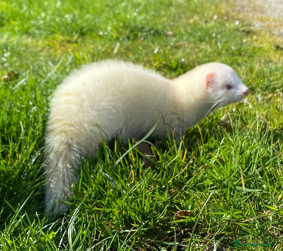 Ferret rodents for sale: Ferret for sale  - Advert 2