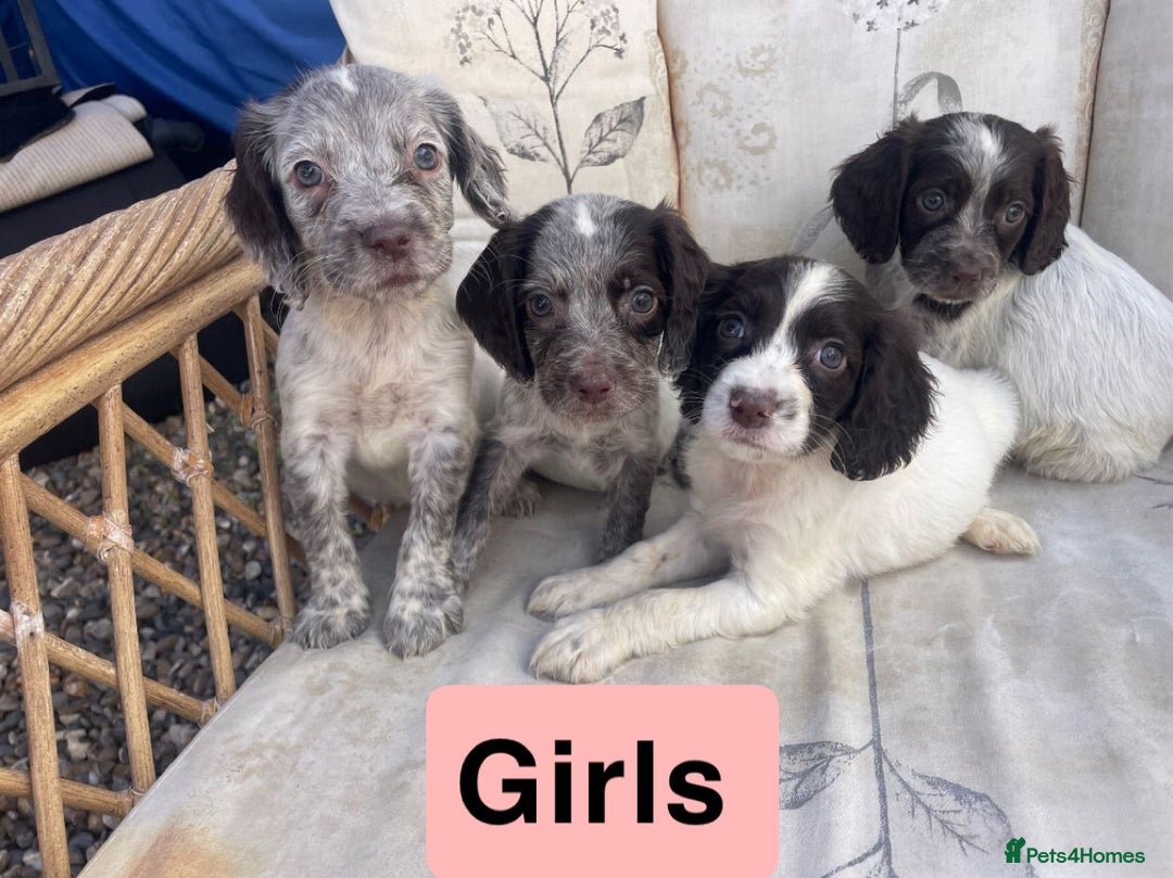 Cocker Spaniel dogs for sale: 7 beautiful cocker spaniel puppies  - Image 3