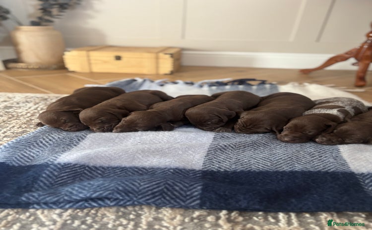 German Shorthaired Pointer dogs - Advert 1