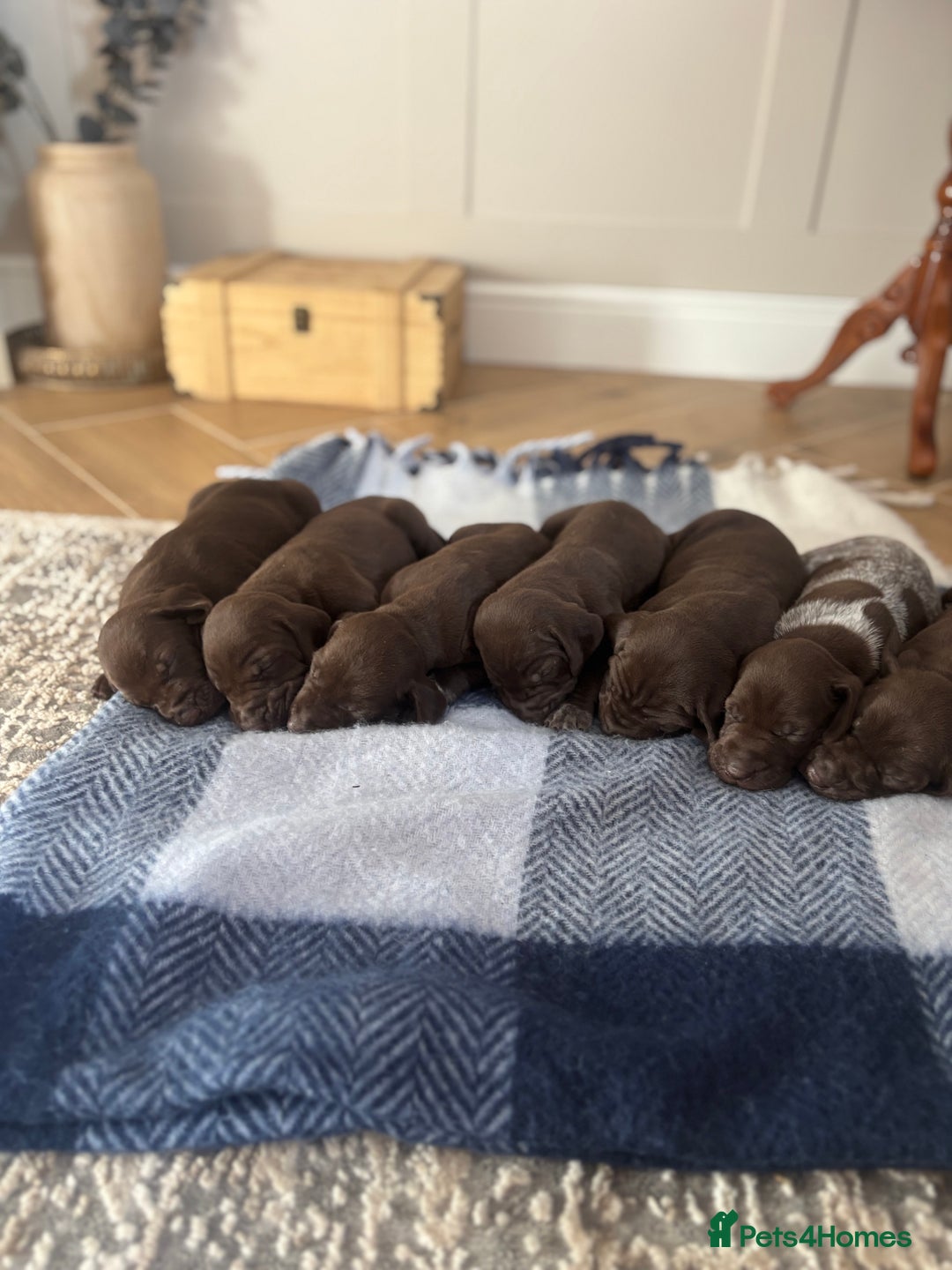 German Shorthaired Pointer dogs for sale: Stunning KC German Shorthaired Pointer Puppies - Image 1
