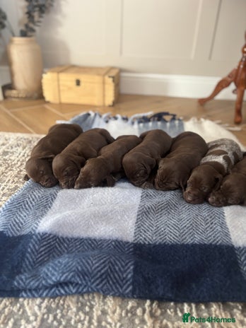 German Shorthaired Pointer dogs - Advert 1