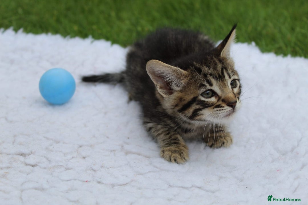 Savannah cats for sale: Stunning Savannahx Maine coons - Image 22