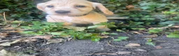 Cocker Spaniel dogs for sale: Show cocker spaniels  - Advert 2