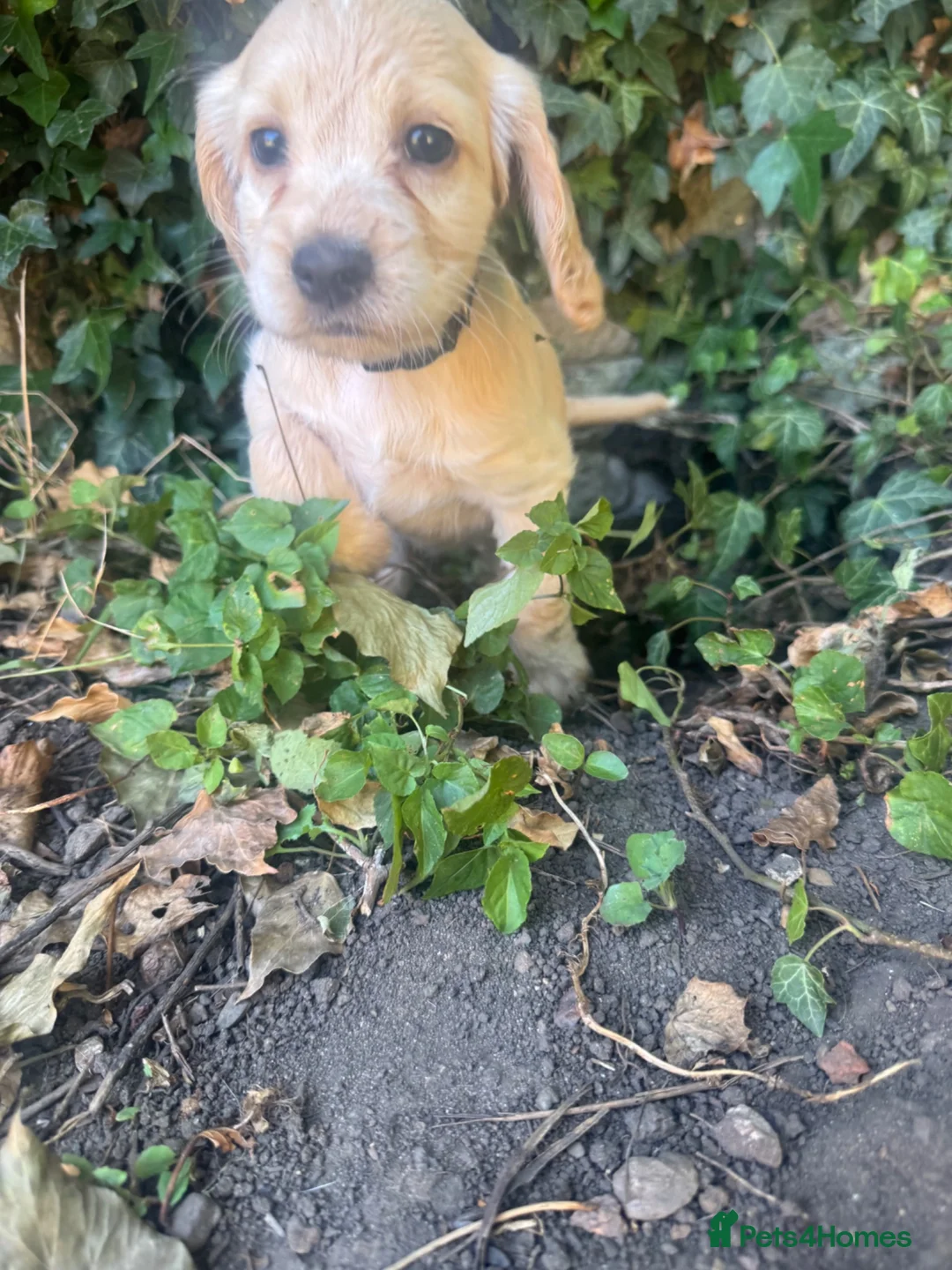 Cocker Spaniel dogs for sale: Show cocker spaniels  - Advert 2