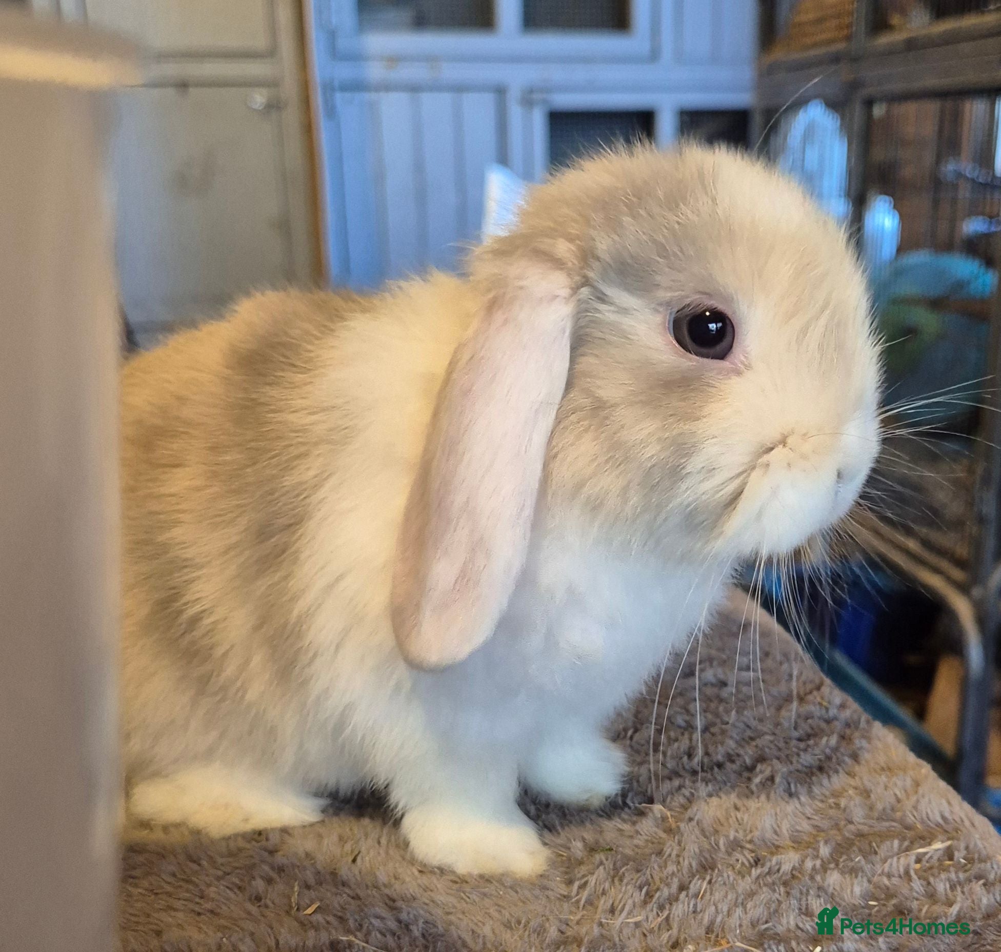 Mini Lop rabbits Mini lops ready now  - Advert 4