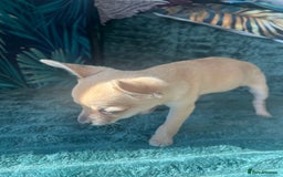 Chihuahua dogs for sale: Stunning chihuahua puppies  - Image 8