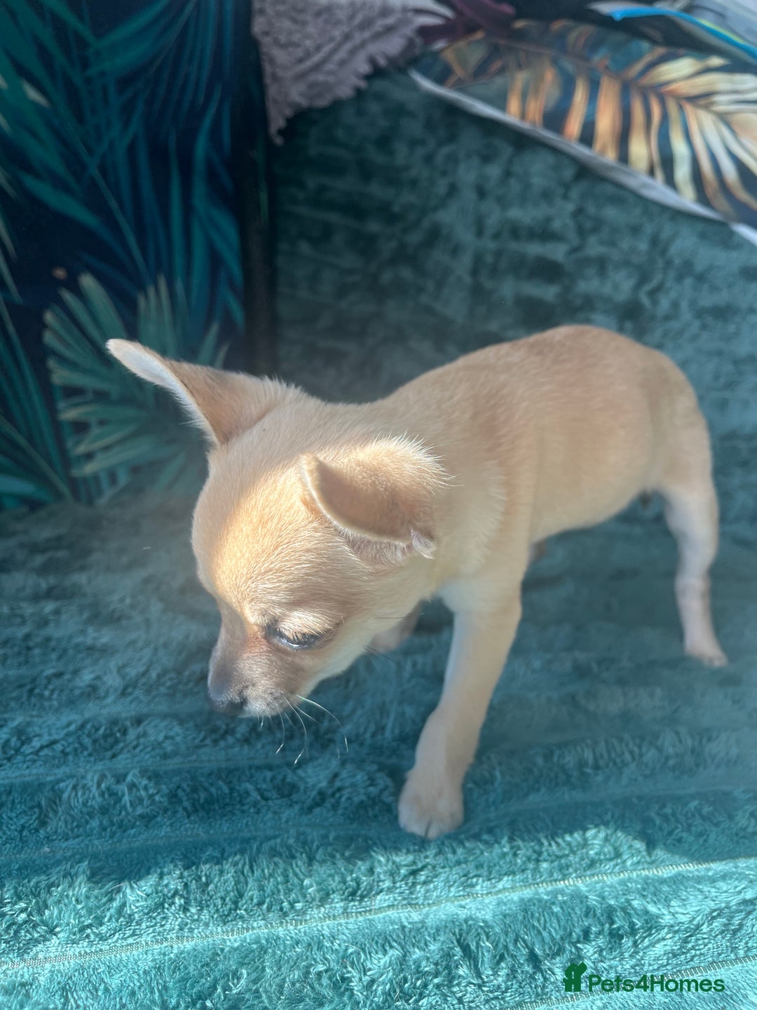 Chihuahua dogs for sale: Stunning chihuahua puppies  - Image 8