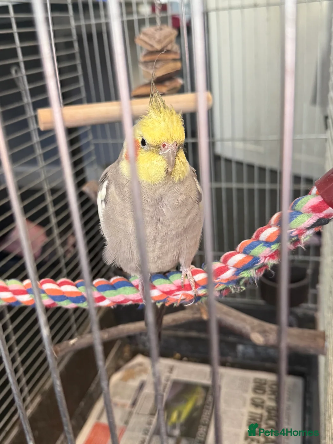 Cockatiels birds for sale: Bird lovely and can negotiate price need gone asap - Advert 13