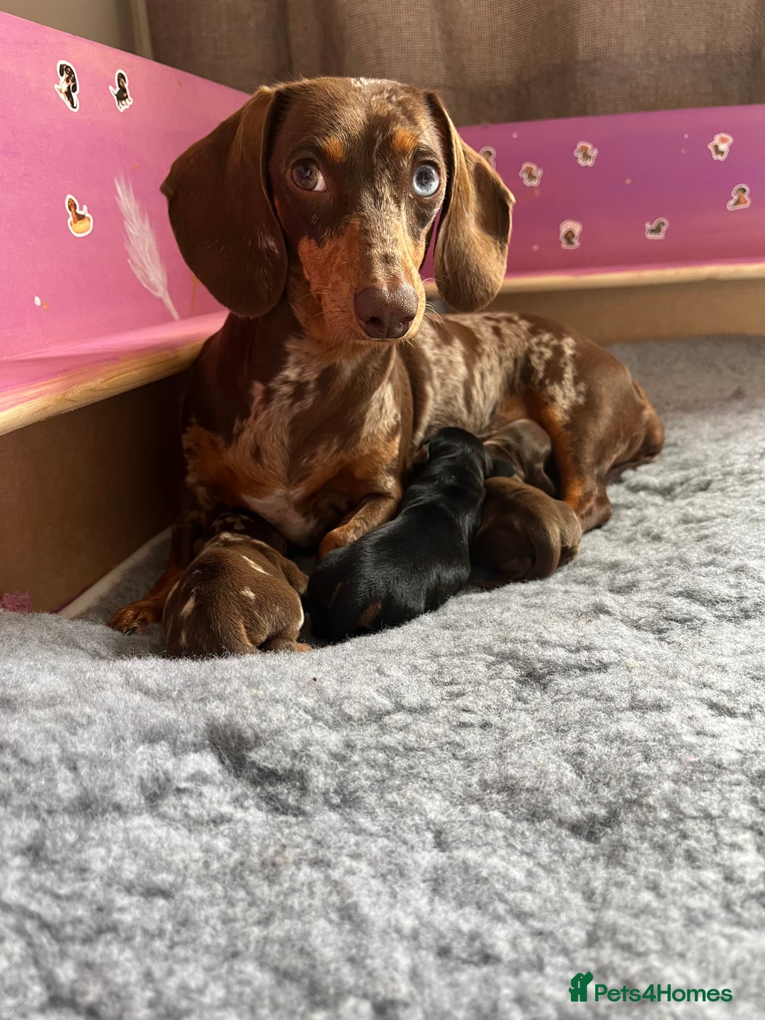 Miniature Dachshund dogs for sale: Miniature dachshund smooth hair puppies  - Image 4