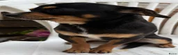 Chihuahua dogs for sale: Chihuahua puppies for sale - Advert 18