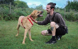 Mixed Breed dogs for adoption: Georgie is looking for her forever home!  in Waltham Abbey - Image 6