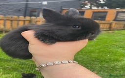 Mini Lop rabbits for sale: black and black and white Lionhead bunnies - Image 3
