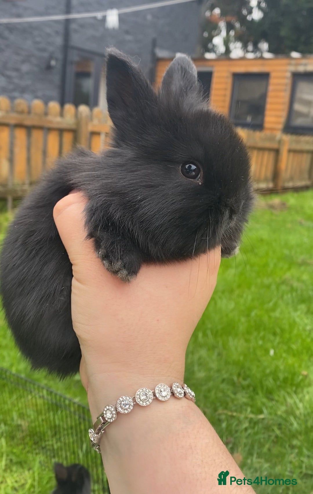 Mini Lop rabbits for sale: black and black and white Lionhead bunnies - Image 3