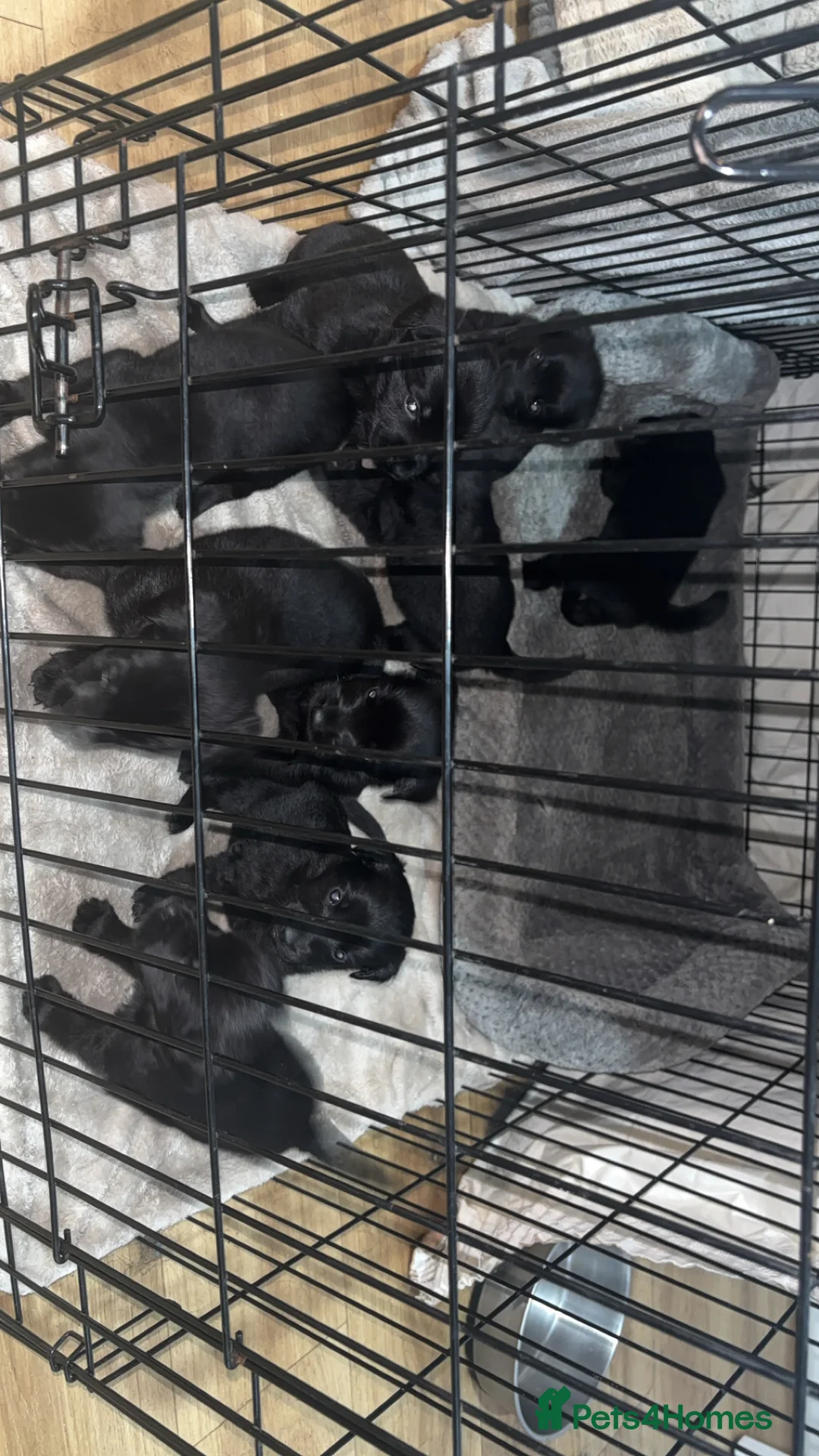 Mixed Breed dogs for sale: 9 gorgeous german shepherd cross cockapoo puppies  - Advert 13