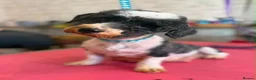 Shihpoo dogs for sale: Stunning Shihpoo Puppies Ready Now - Advert 15