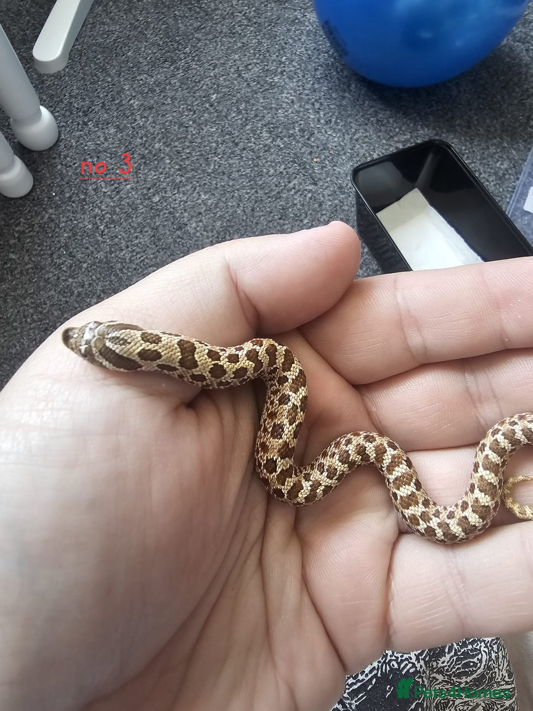 Snake reptiles for sale: Western Hognose Snakes Cb25 - Image 7