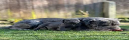Neapolitan Mastiff dogs for sale:  5LEFT Neapolitan Mastiff x Cane Corso  - Advert 5