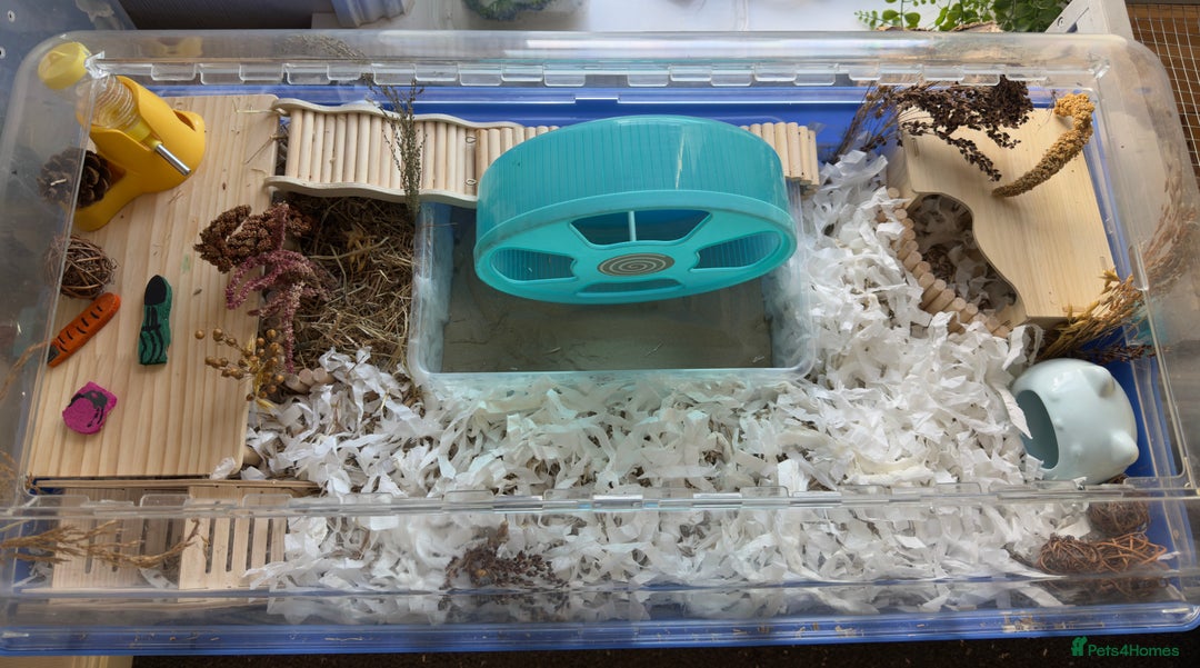 Hamster rodents for sale: Hamsters & full setups  - Advert 5