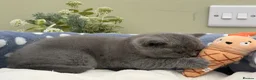 British Shorthair cats for sale: Beautiful British Kittens - Advert 19