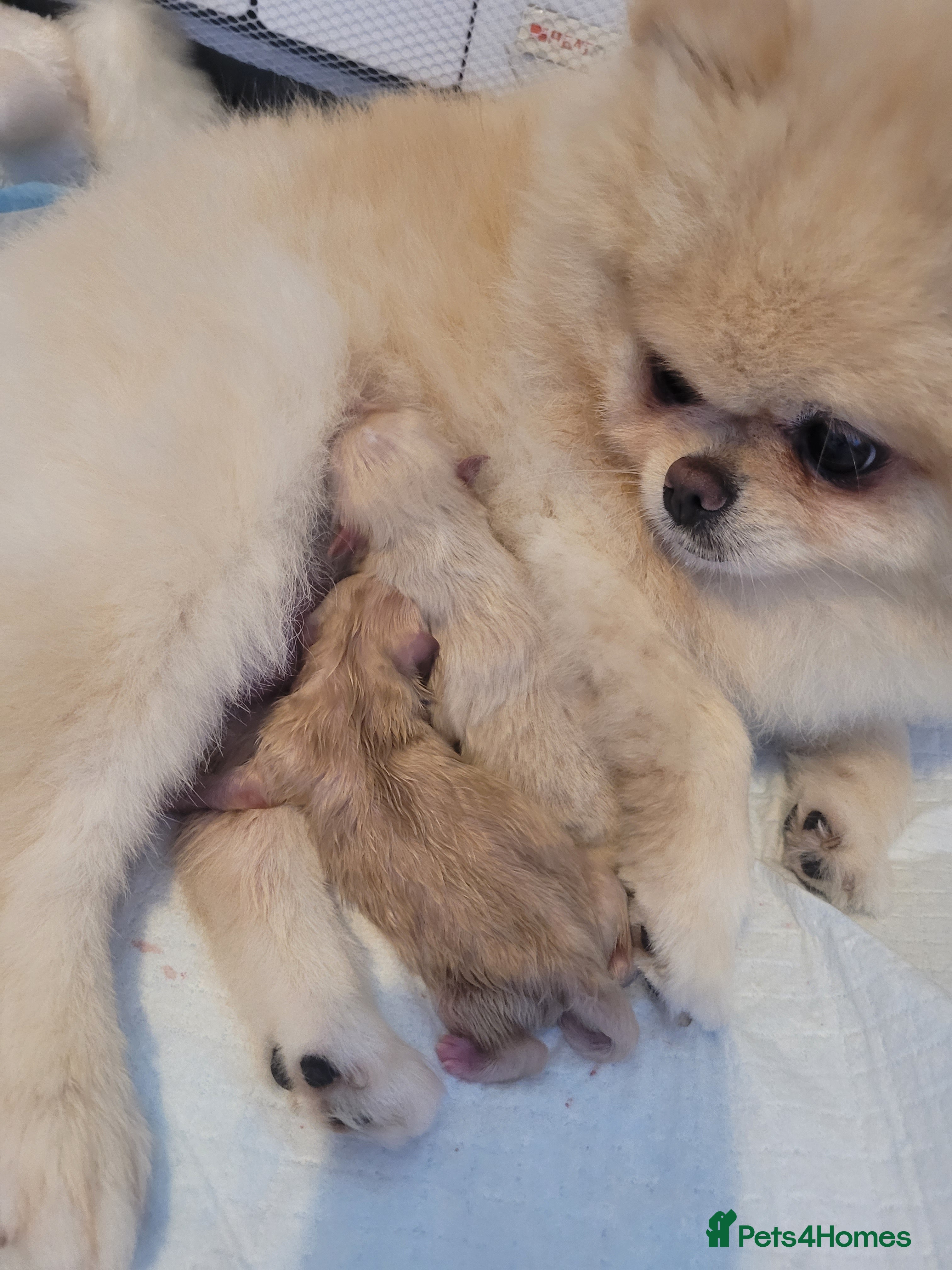 Pomeranian dogs Pomeranian 6 weeks   - Advert 1