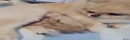 Pomeranian dogs for sale: Pomeranian 6 weeks   - Advert 7