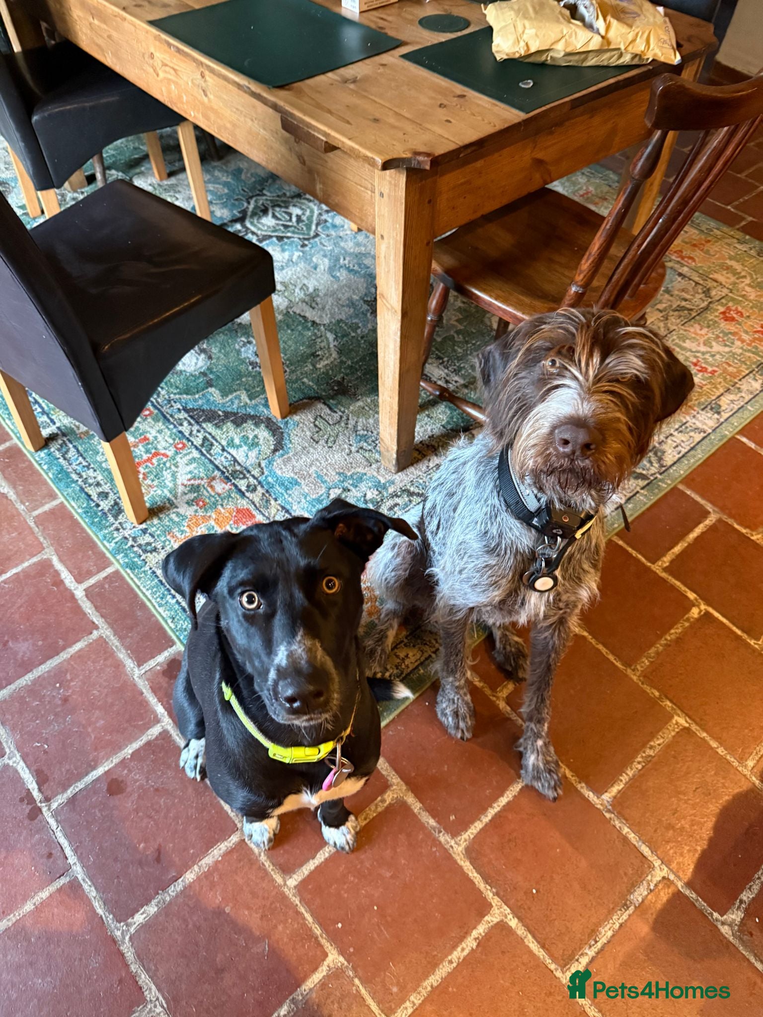 Mixed Breed dogs GWP X Weimsky puppies for sale - Advert 1