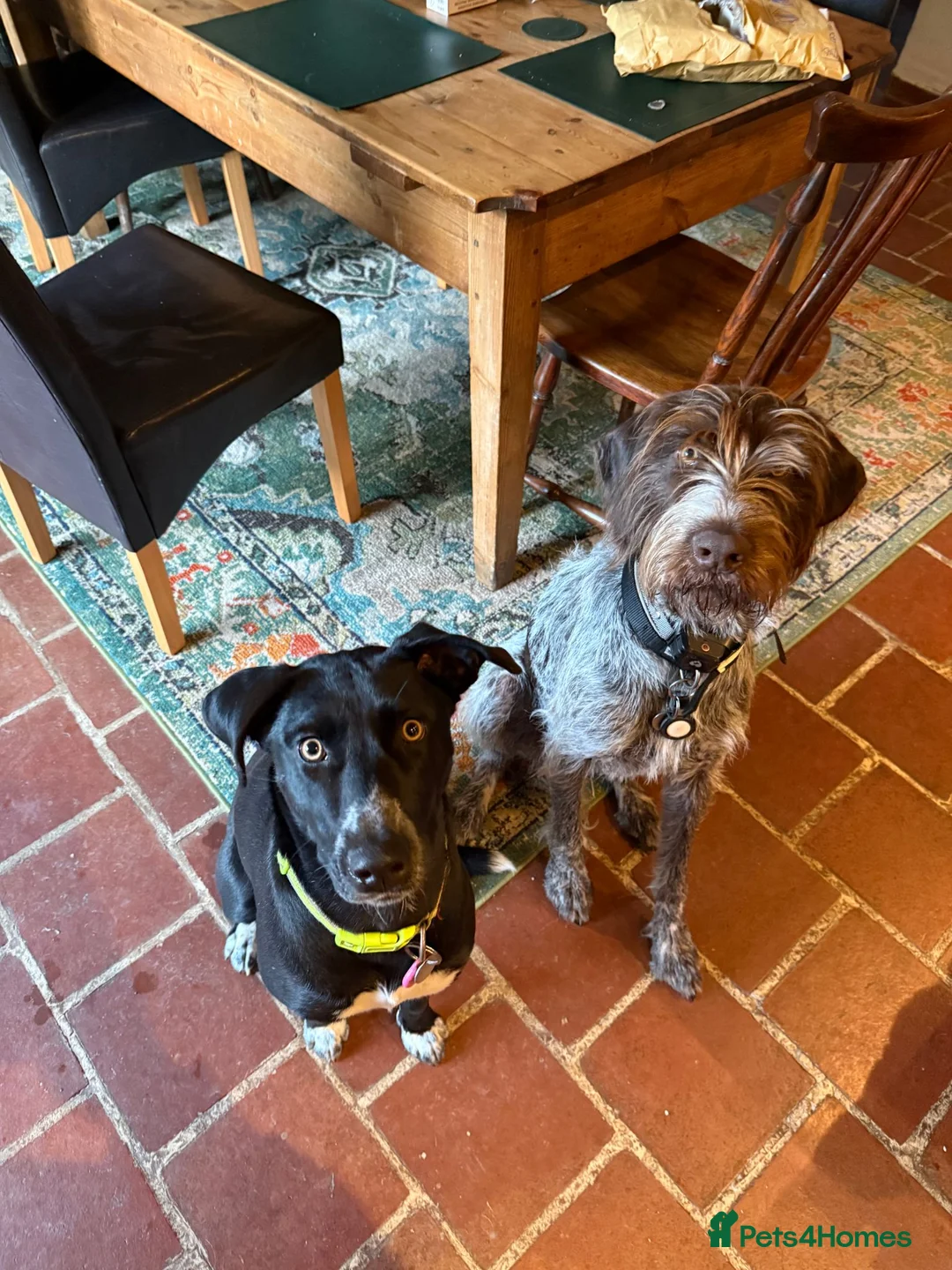 Mixed Breed dogs for sale: GWP X Weimsky puppies for sale - Advert 1