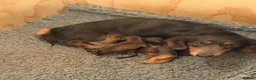 Miniature Dachshund dogs for sale: Stunning litter of miniature dachshund puppies - Advert 7