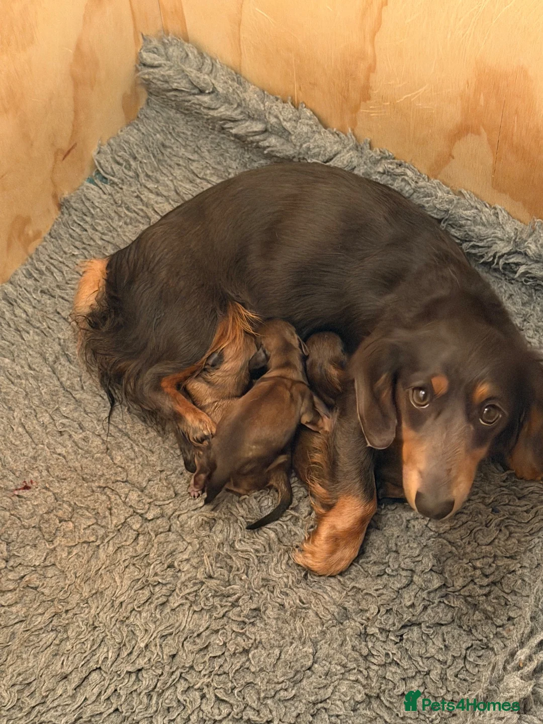 Miniature Dachshund dogs for sale: Stunning litter of miniature dachshund puppies - Advert 7