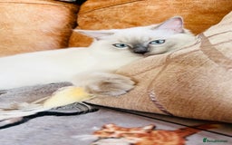 Ragdoll cats for sale: ADORABLE RAGDOLL KITTEN CHAMPIONLINE - Image 8